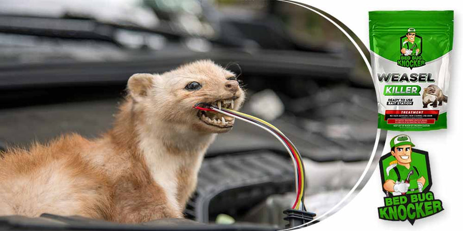 Martens often cut the car's electrical cables. How to effectively prevent this problem?