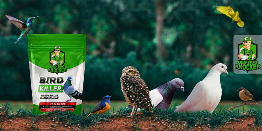How to protect your spaces from bird nuisances with Bird killer solutions?