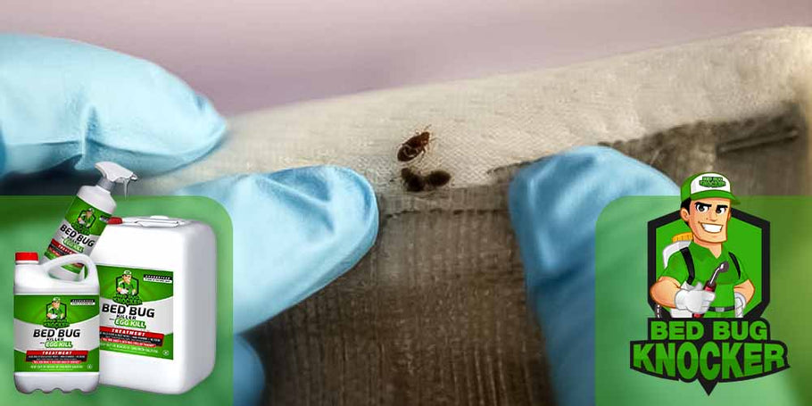 How to use Bed Bug Knocker, the Bed Bug Treatment?