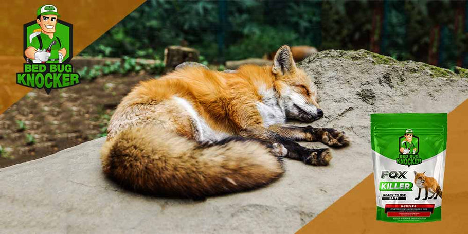 What is the optimal choice among the available Fox killer products?