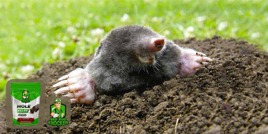 Where to find the best mole repellent?