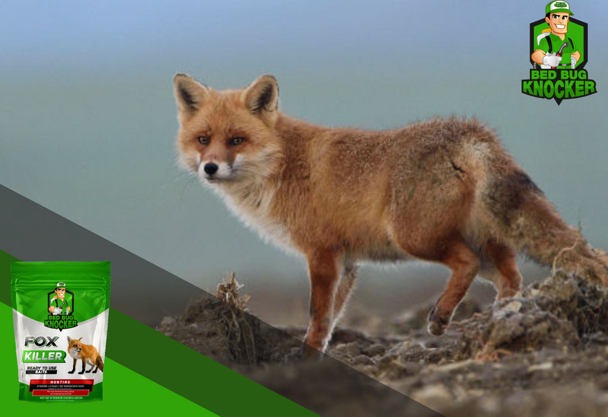 How to protect your farm from foxes: Guide to Securing animals.