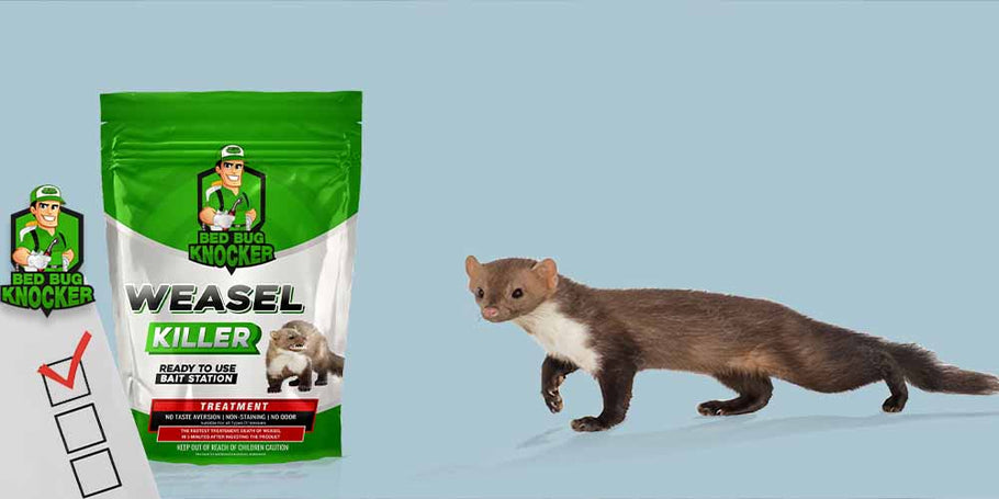 What is the best weasel killer?
